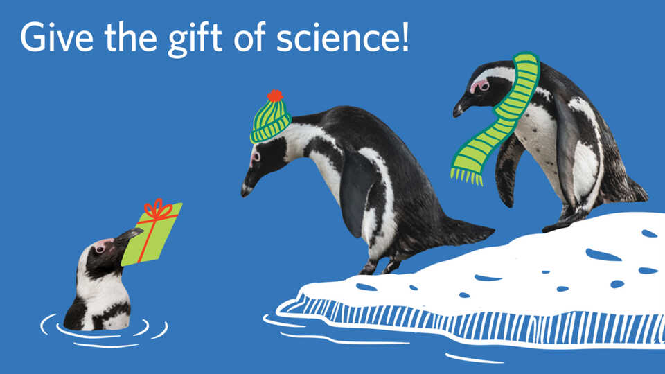 Cute photo illustration of penguins on an iceberg giving gifts to each other