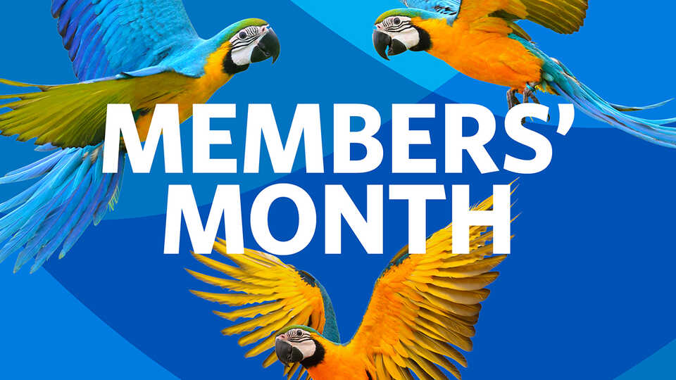 Members' Month Macaws