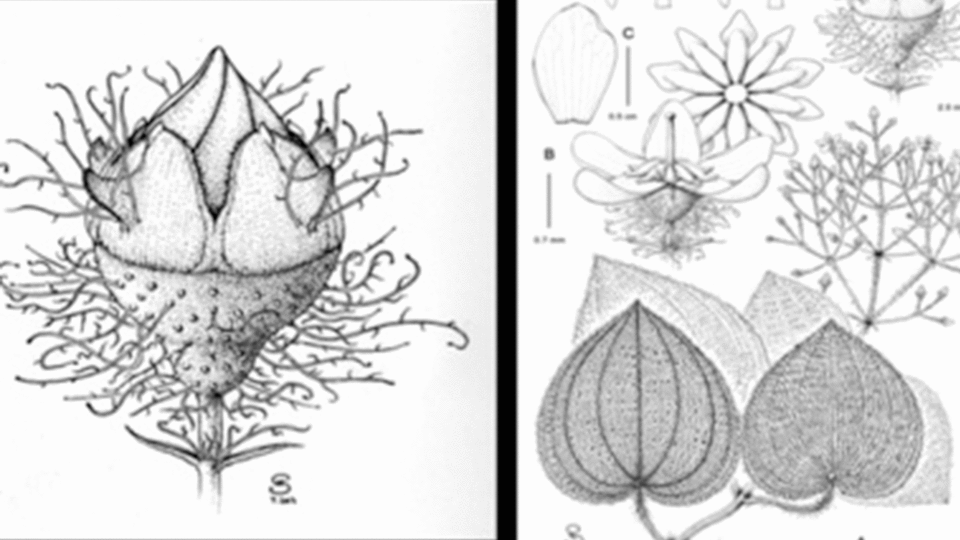 The basics of botanical illustration