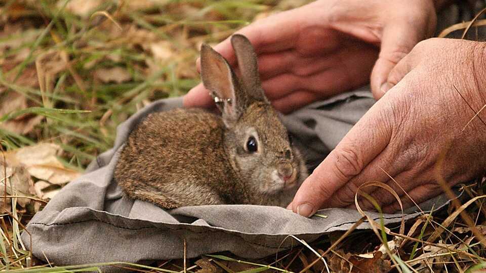 Endangered riparian Brush rabbit