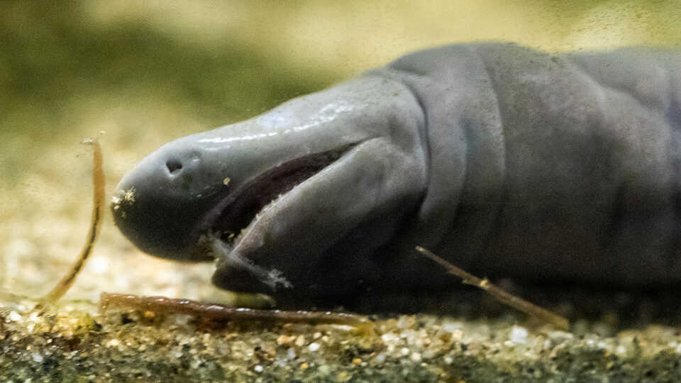 An aquatic caecilian in its habitat at the Academy