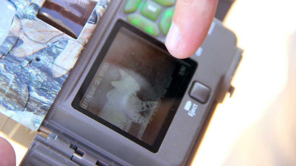 Ocelot picture on a camera trap
