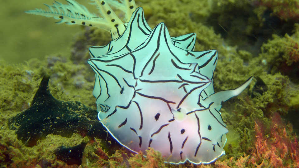 Halgerda hervei rests atop coral and rocks, its white semi-translucent coloration illuminated bluish from the light. 