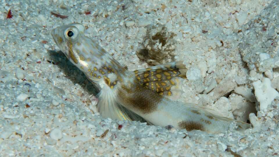 A Lady Elliot Goby sits half buried in the sand near the southern edge of the Great Barrier Reef