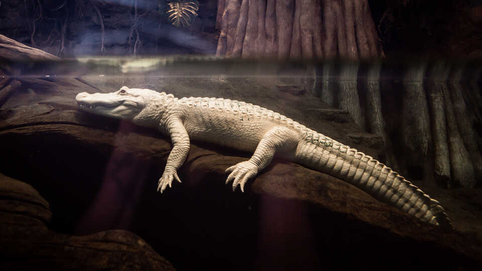 Claude, Cal Academy's alligator with albinism, rests in his habitat. Photo by Gayle Laird