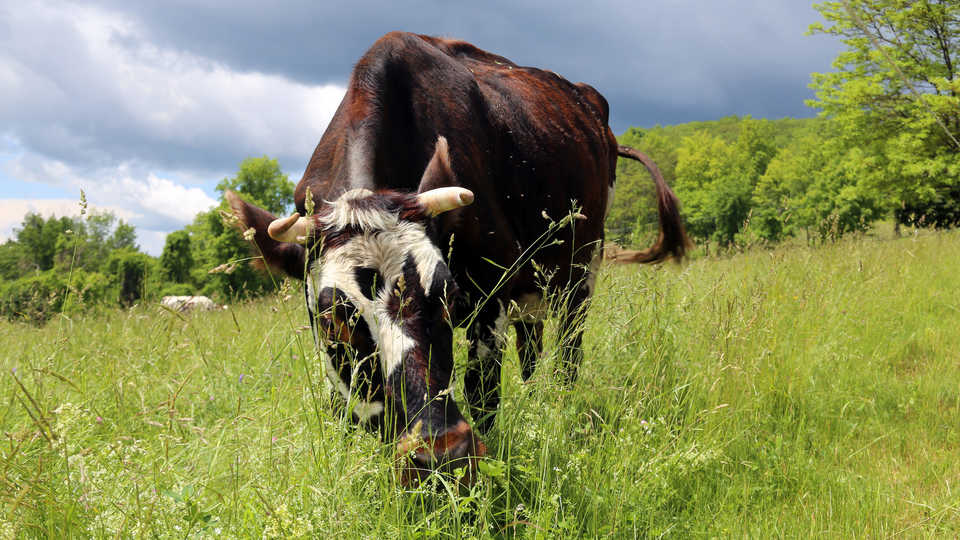 cow, grazing, sustainable grazing