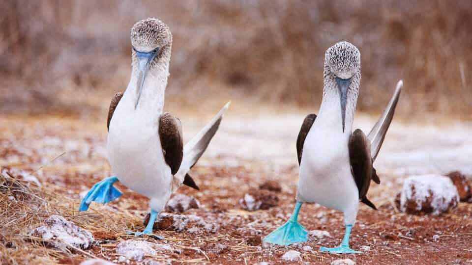 Blue footed boobies dancing 