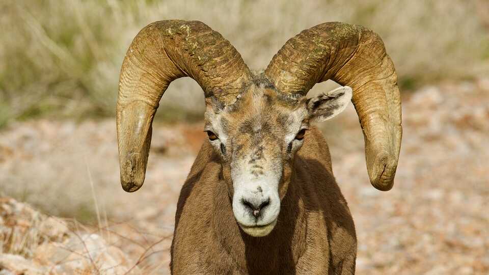Image of Desert Big Horn Sheep