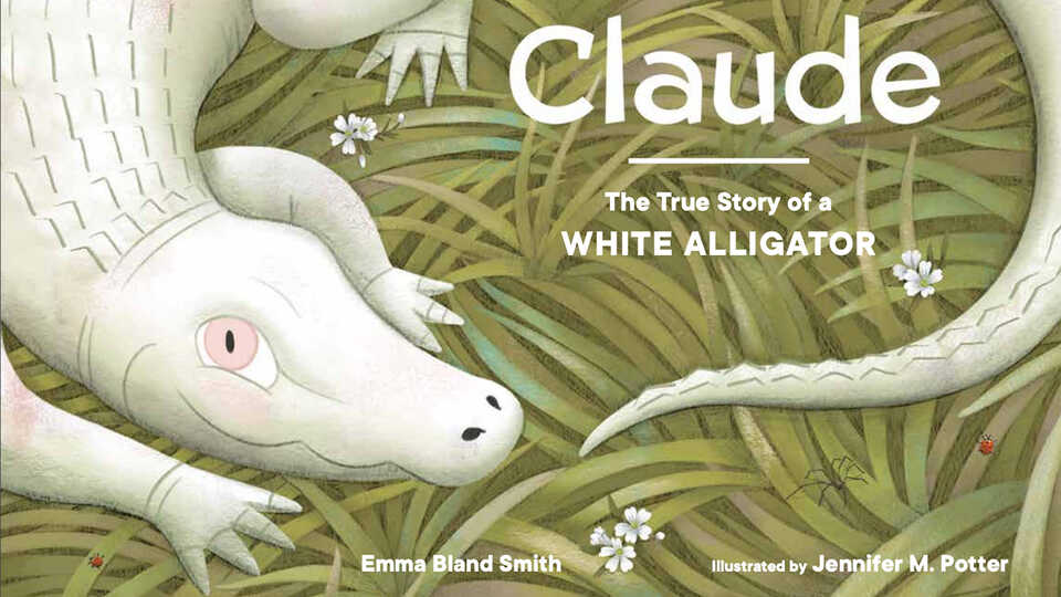 Cover illustration of Claude the albino alligator 