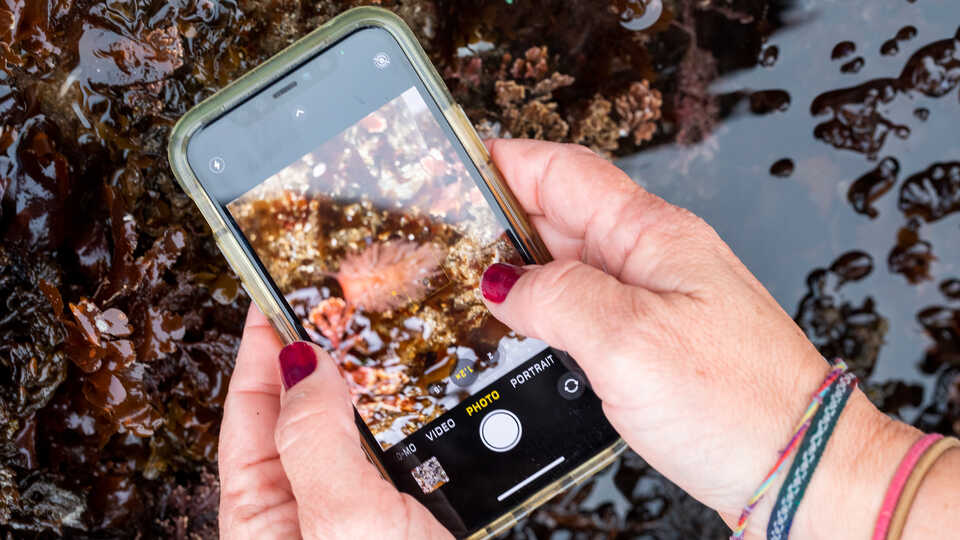 iNaturalist user identifies seaweed in Half Moon Bay, CA.