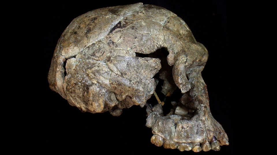 A profile view of the skull of an early genus Homo specimen. 