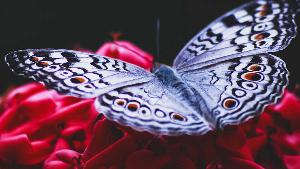 NightLife: NightSchool: Moths & Butterflies | California Academy of ...