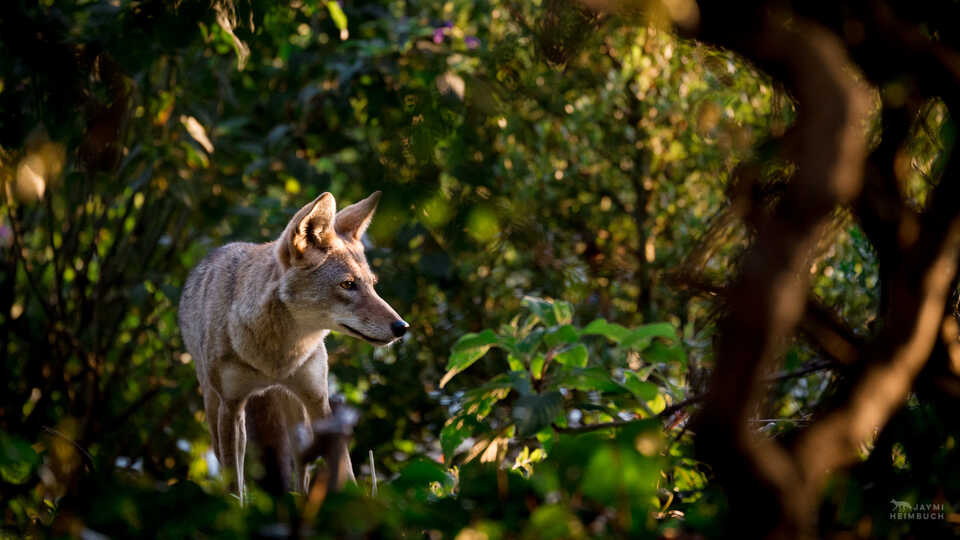 A coyote stands amidst trees 