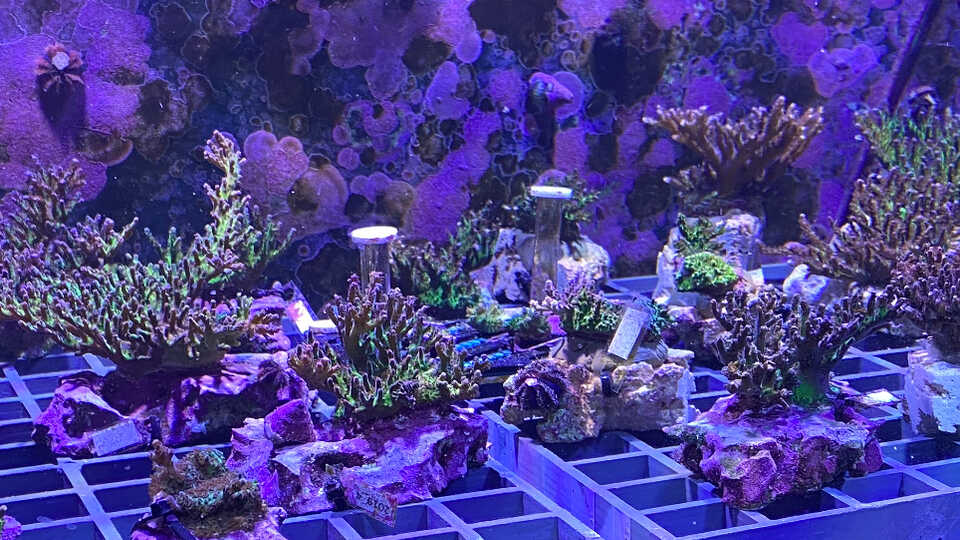 Small corals growing in a lab