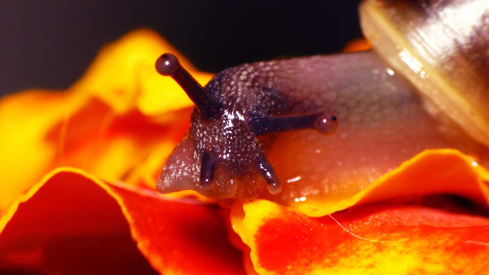 Close-up of a land snail face