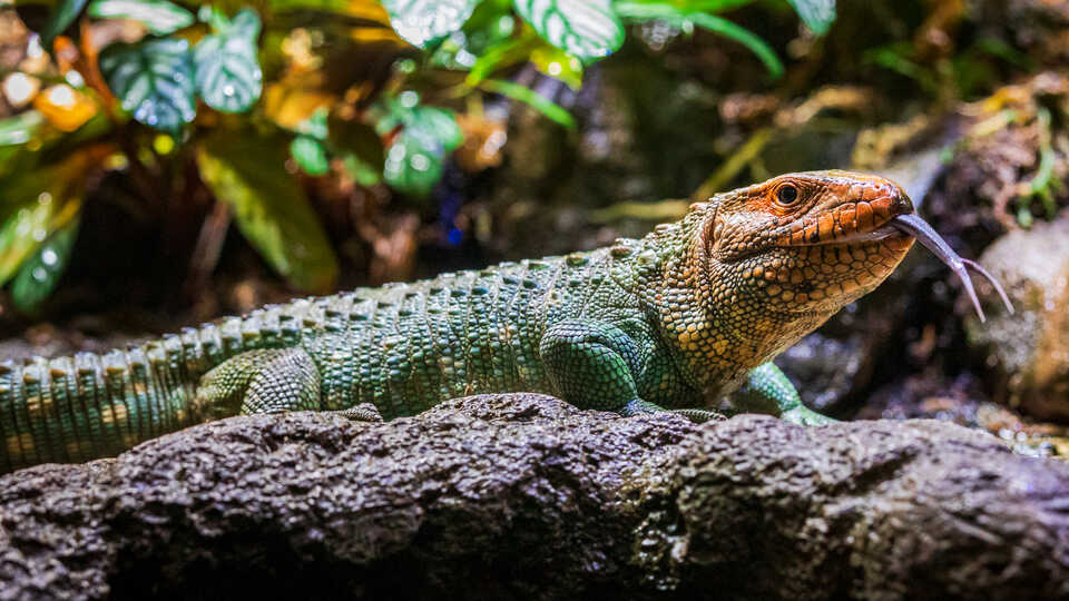 Caiman lizard with orange head and green body sticks its tongue out inside its habitat in Steinhart Aquarium at Cal Academy. Photo by Gayle Laird