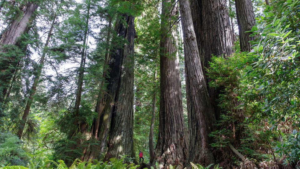 a hiker looks up at redwood trees