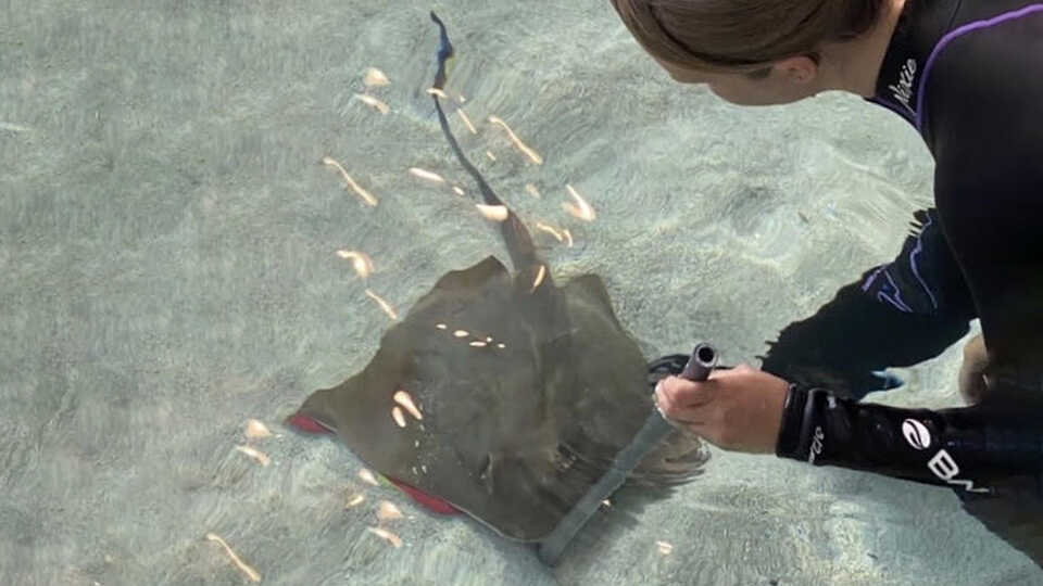 Academy biologist uses feeding stick to reward blue-spotted ray