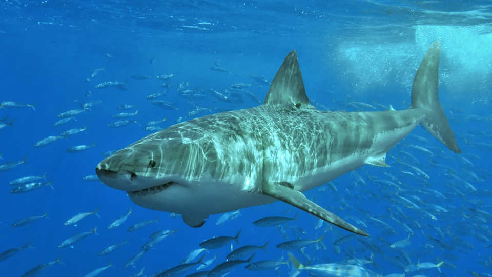 Great white shark; Photo: Terry Goss | CC-BY