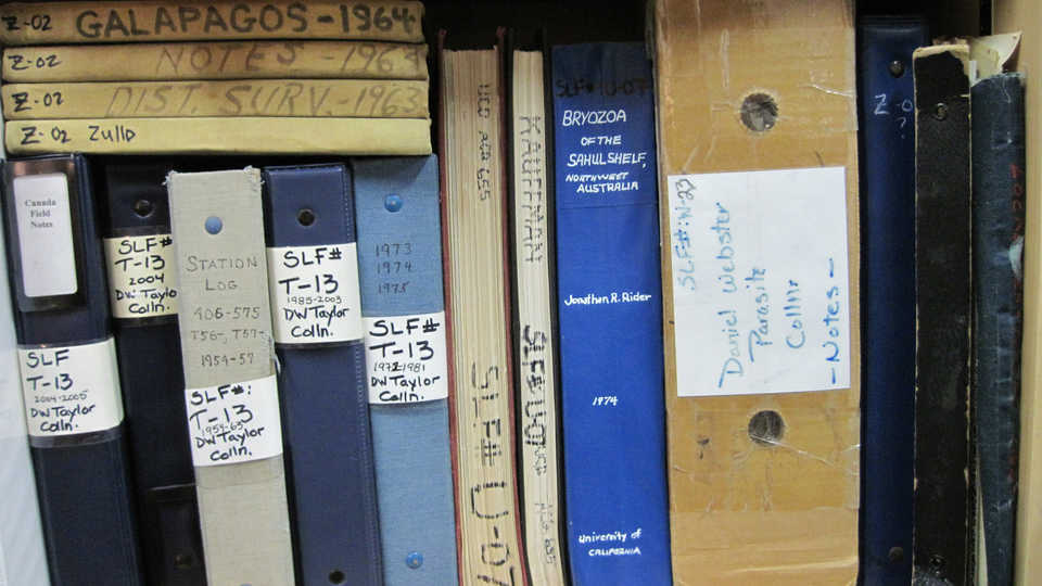 Volumes of CAS Invertebrate Zoology field notes on a shelf