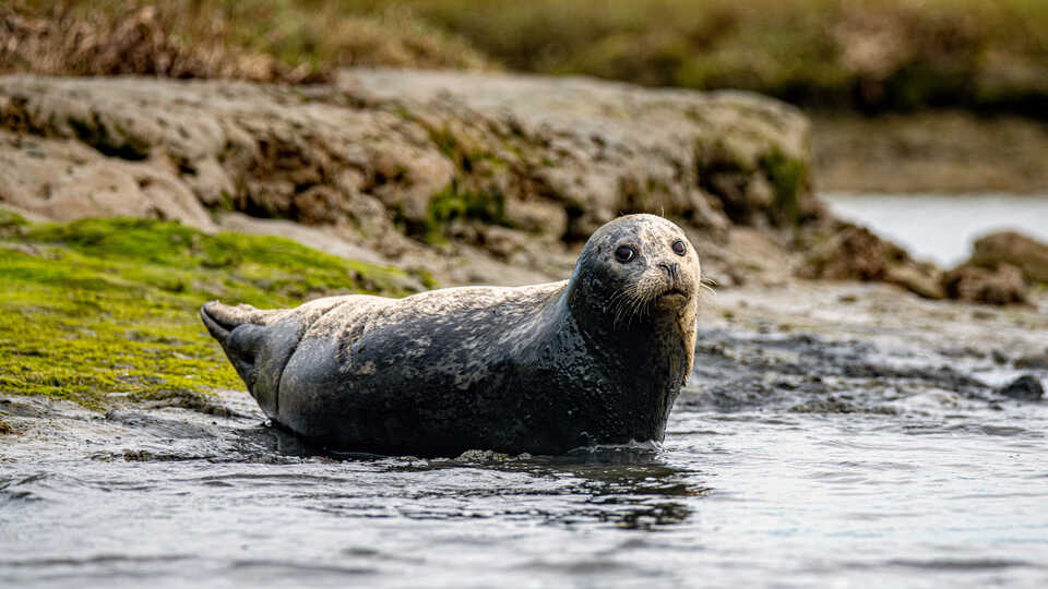 Harbor seal resting onshore at Elkhorn Slough