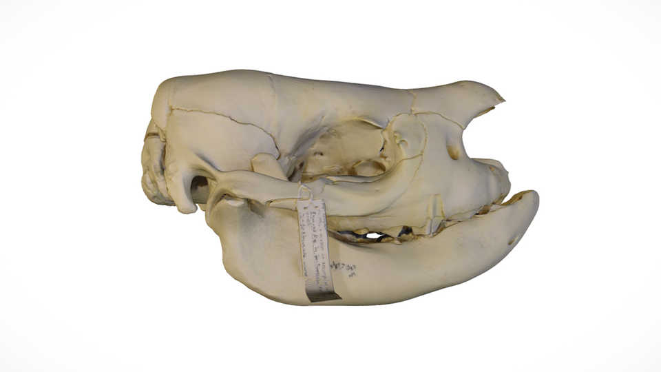 Black rhinoceros skull