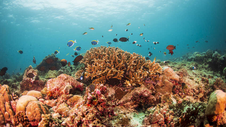 Coral reef scene with tropical fish swimming over large coral colony. Photo: Luiz Rocha © California Academy of Sciences