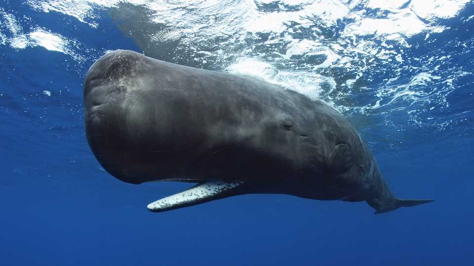 Photo of a sperm whale by Brandon Cole