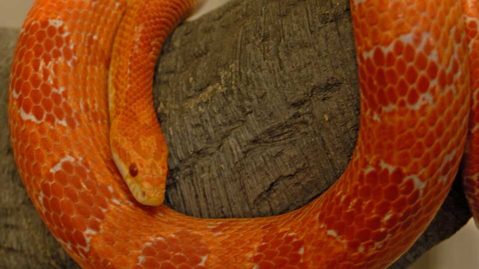 Corn snake with albinism image