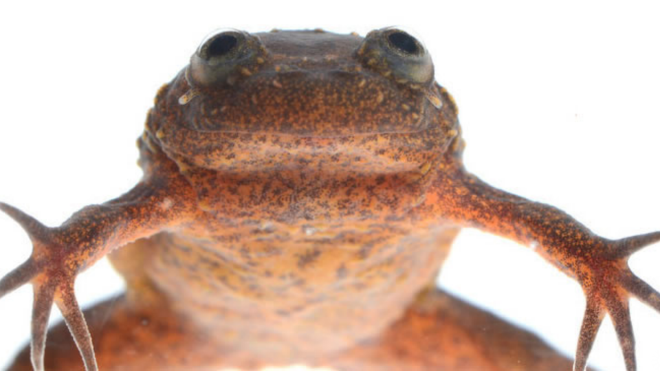 Endangered Lake Oku clawed frog from Cameroon expedition