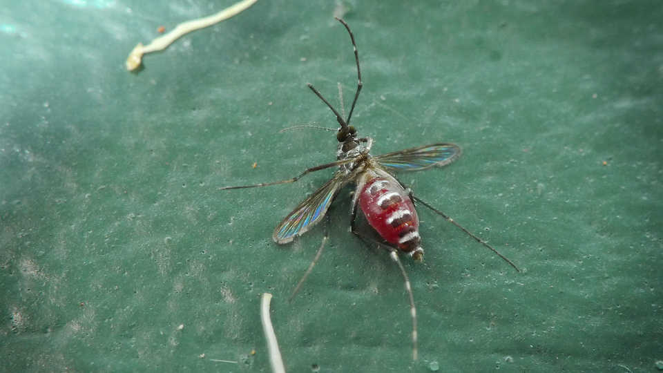 Engorged mosquito