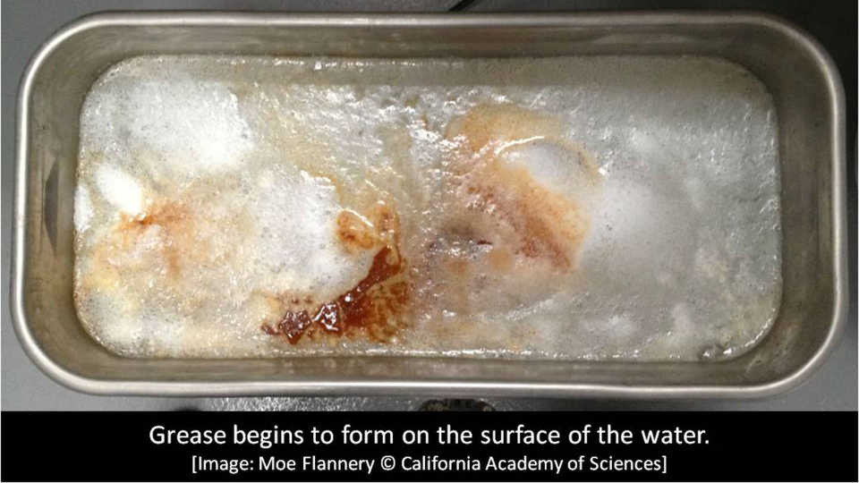 Grease begins to form on the surface of the water 