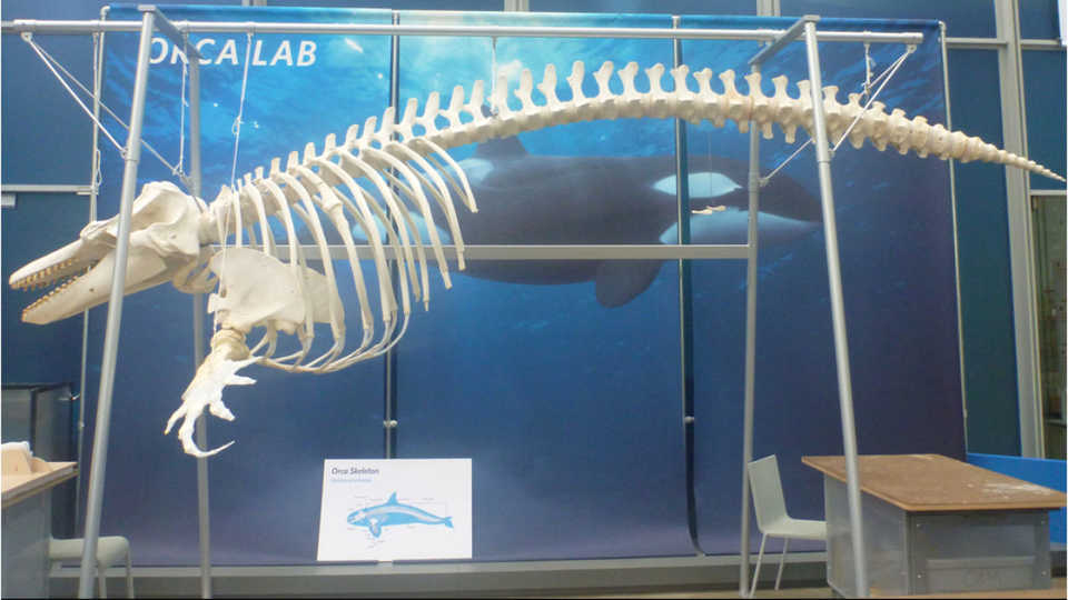 Orca O319 on display at the California Academy of Sciences 