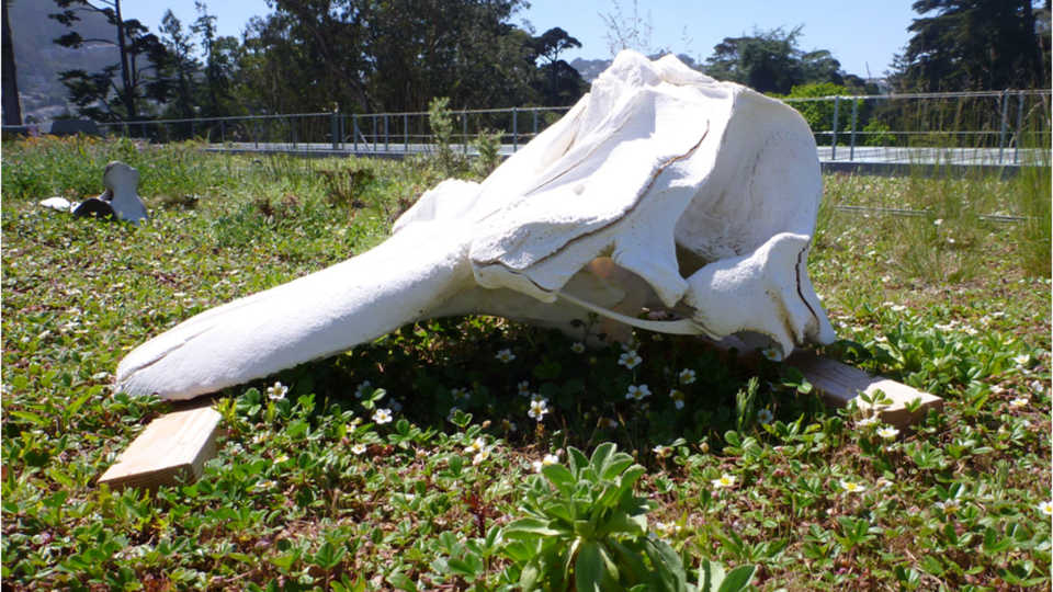 The skull of Orca O319 on the Living Roof 