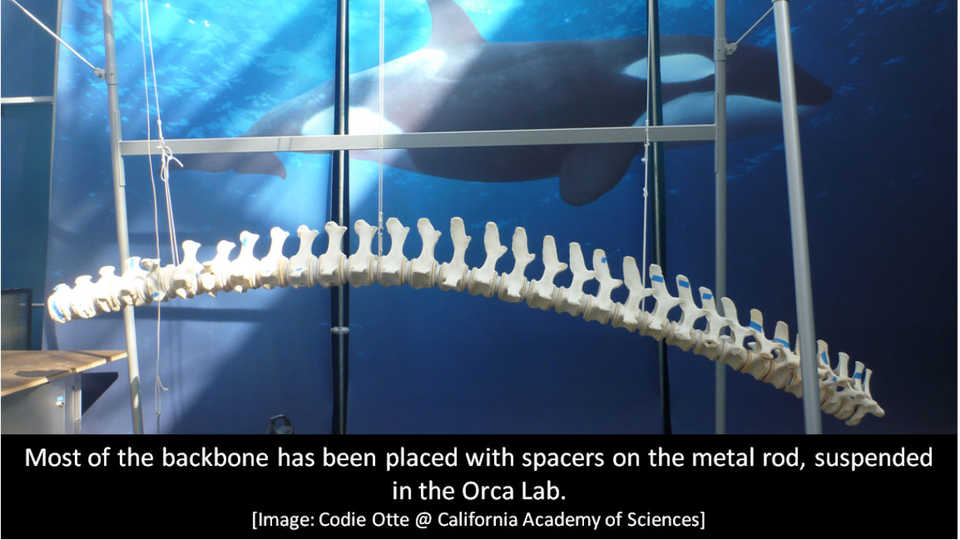 Backbone of Orca O319 at California Academy of Sciences 