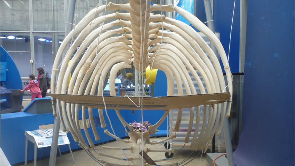 Orca O319's rib cage