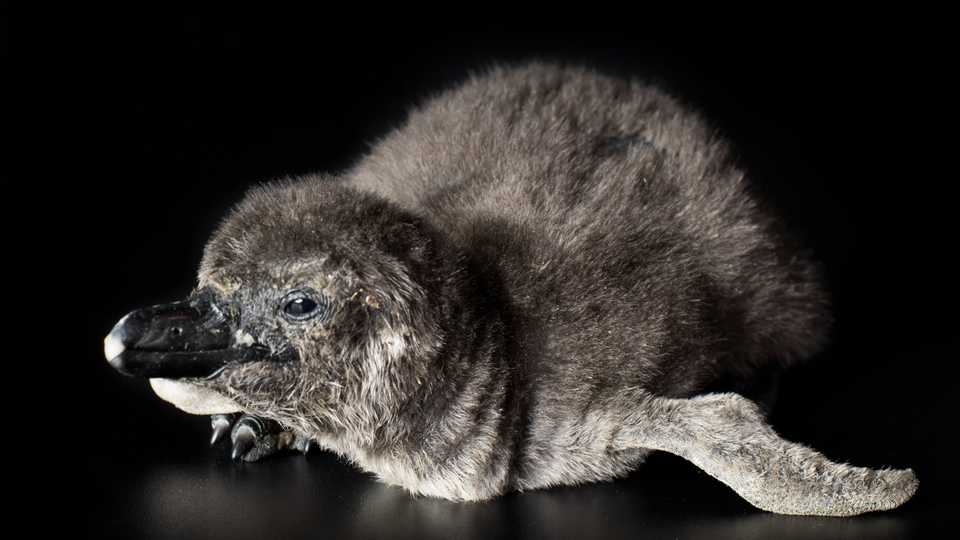 The Academy's penguin chick. Photo by Tim Wong 