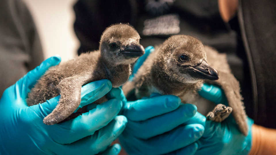 A biologist holds two newly hatched penguin chicks from the California Academy of Sciences 