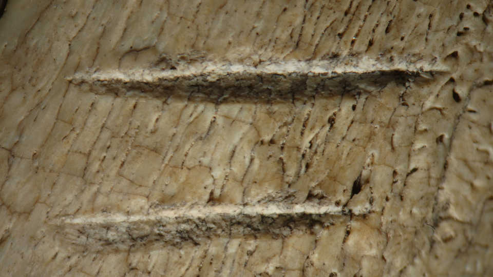 Two parallel cutmarks made by stone tools on the rib of a cow sized mammal. 