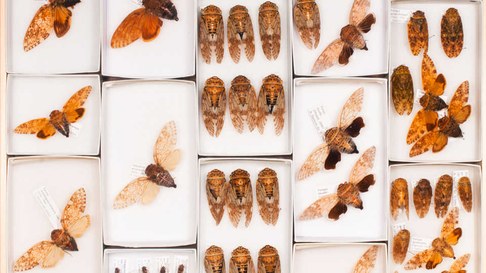 Entomology specimens collected on the Hearst Philippine Biodiversity Expedition 