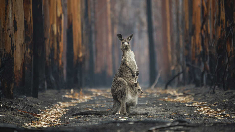 An eastern grey kangaroo stands in a burned eucalyptus plantation in the 2021 BigPicture Grand Prize Image
