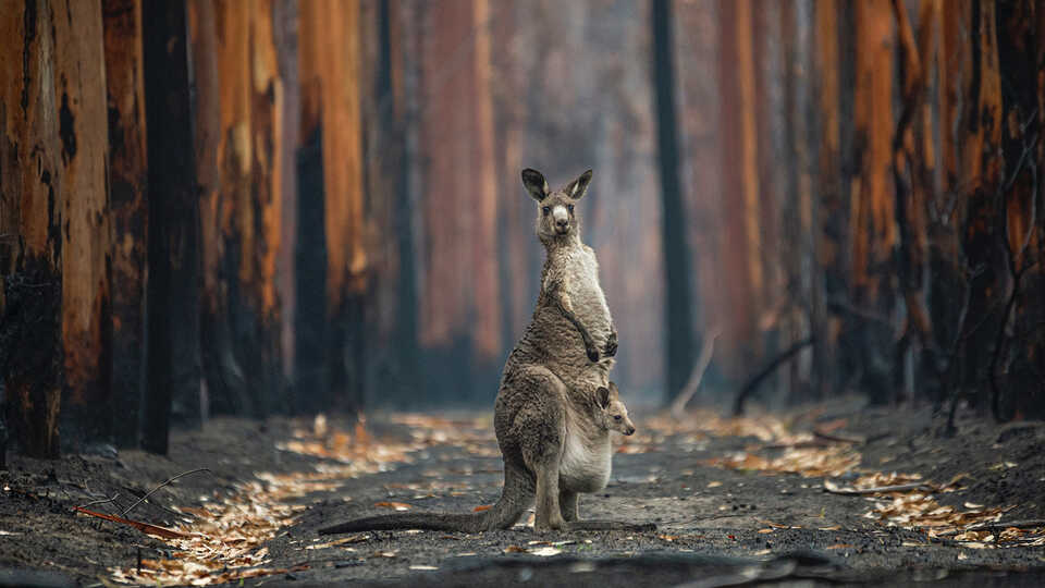 A grey kangaroo, joey in pouch, stands in a wildfire-burned eucalyptus plantation