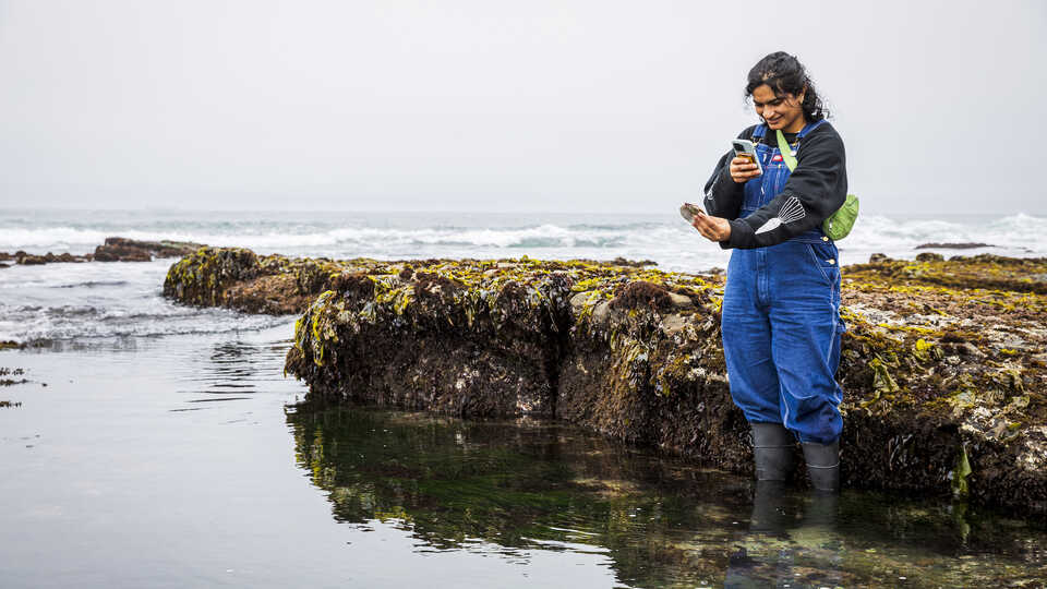 Coastal bioblitz 'Snapshot Cal Coast' to provide a living account of sea  life on California's epic coastline | California Academy of Sciences