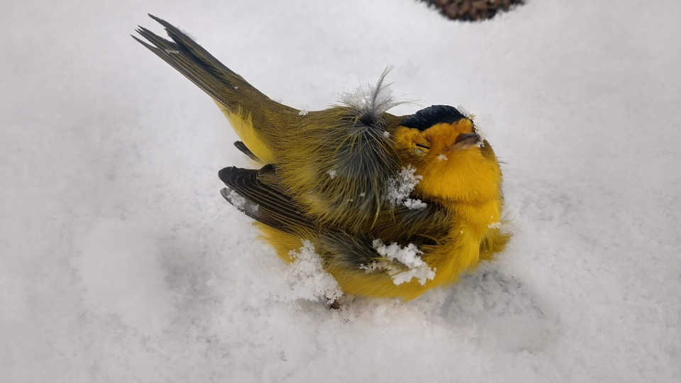 Massive bird die-off 'is an alarm' according to NMSU researcher