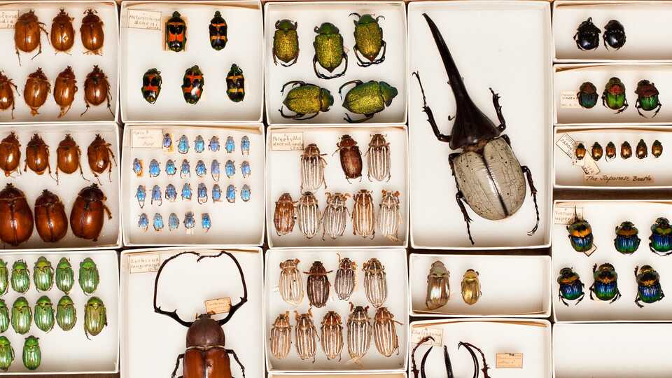 A peek at the entomology collection at the California Academy of Sciences
