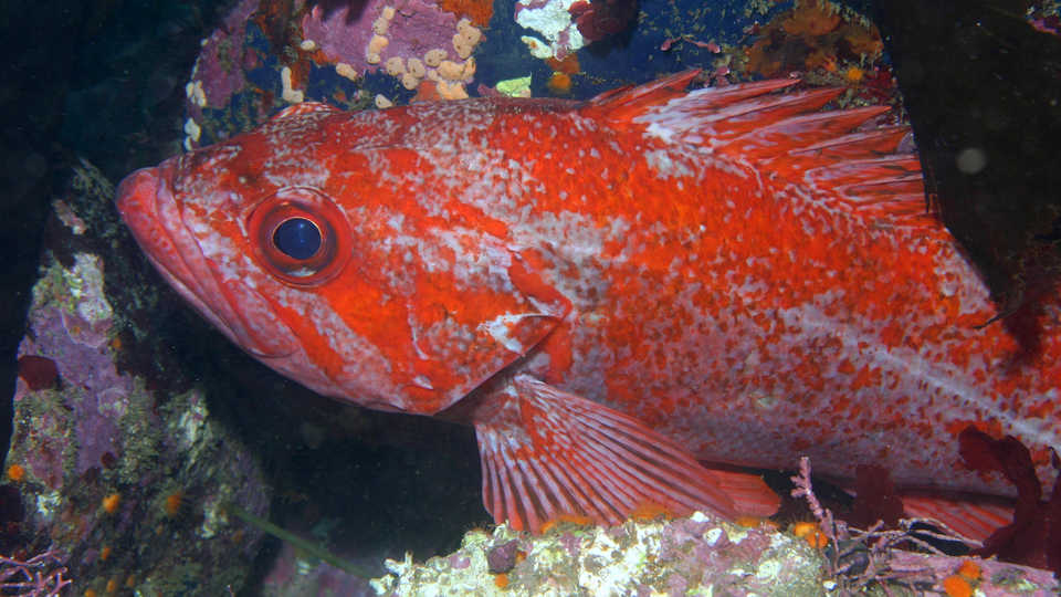  a rockfish perched on a rock