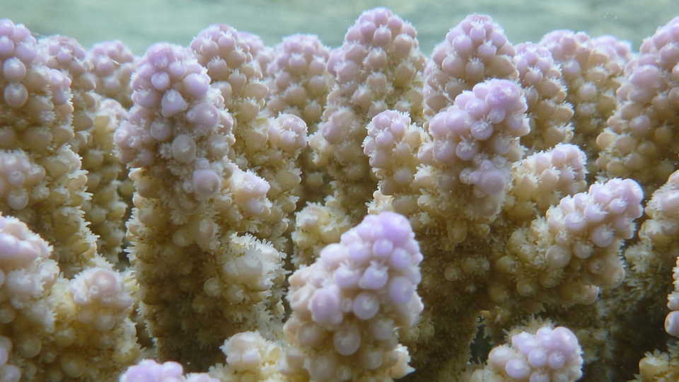 Healthy coral colony, One Tree Reef