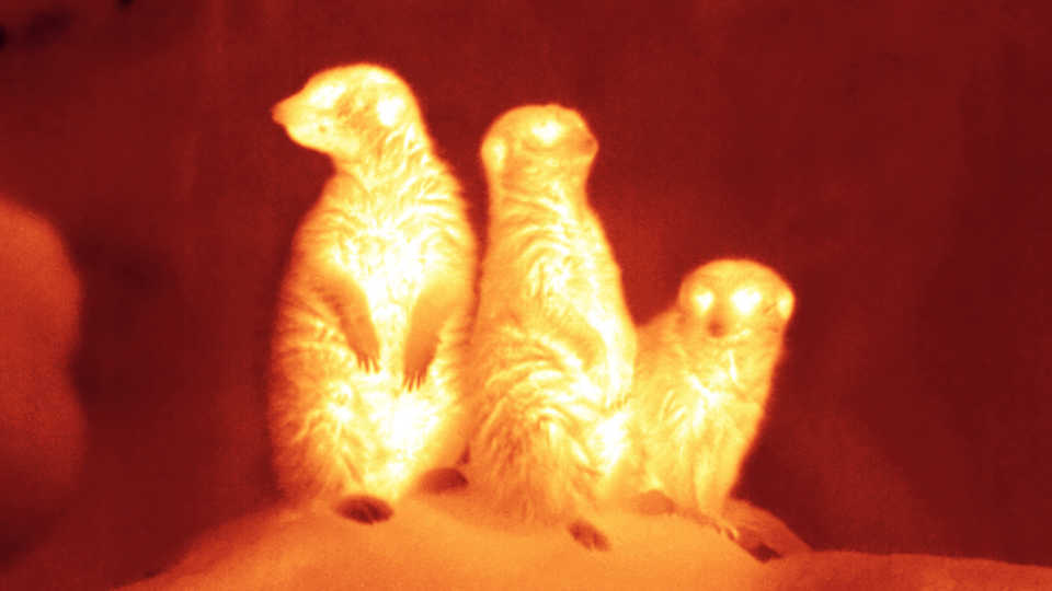 Meerkat in infrared light