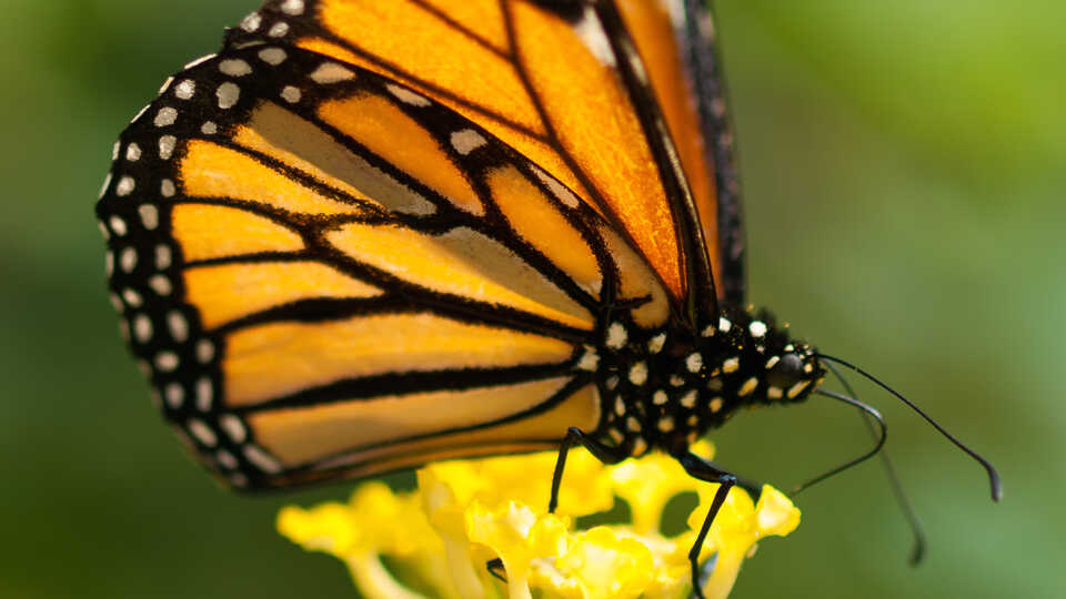 Monarch butterfly by William Warby/Flickr