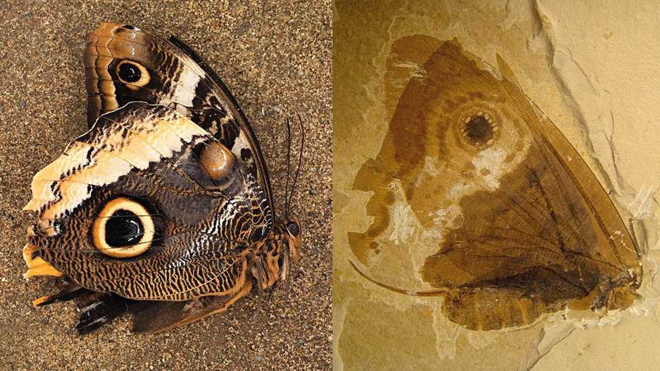 Owl butterfly, and fossilized kalligrammatid
